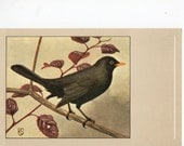 Bird on tree, Blackbird vintage postcard  Printed in Netherlands