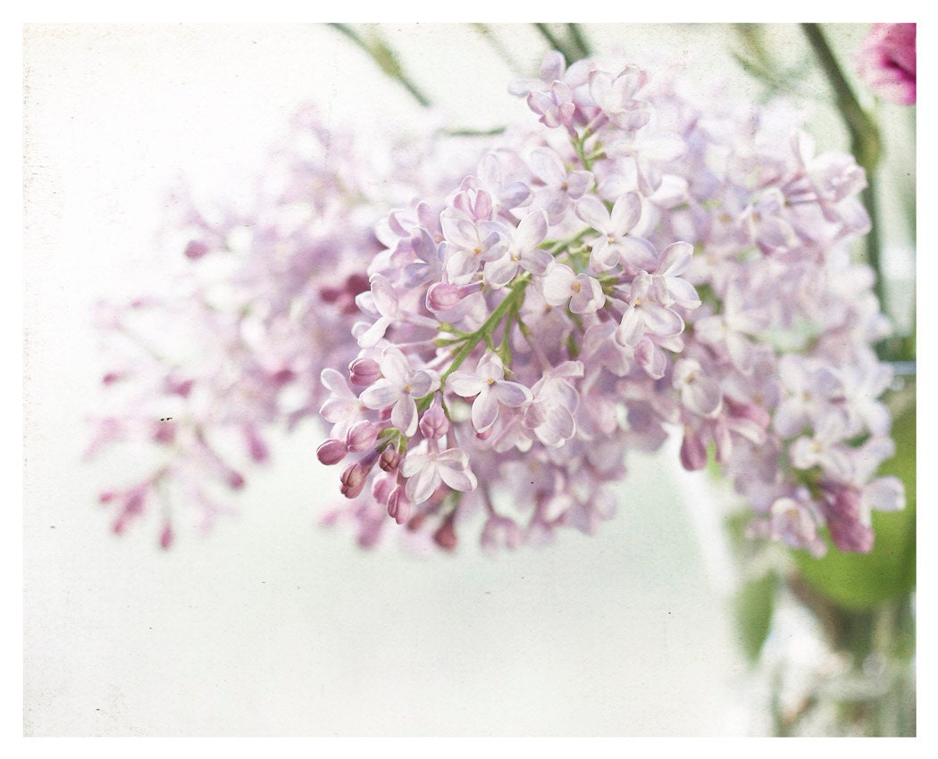 Flower Photograph, white, lilac, Summer Begins, nature fine art print 8x10