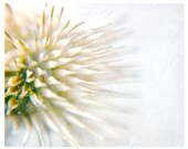 Winter Photography, white, brown, seed pods, Winter's Skeleton, nature fine art photography print 8x12