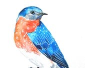 Watercolor Painting, Bird Painting, Original, Bluebird, 6"x9"