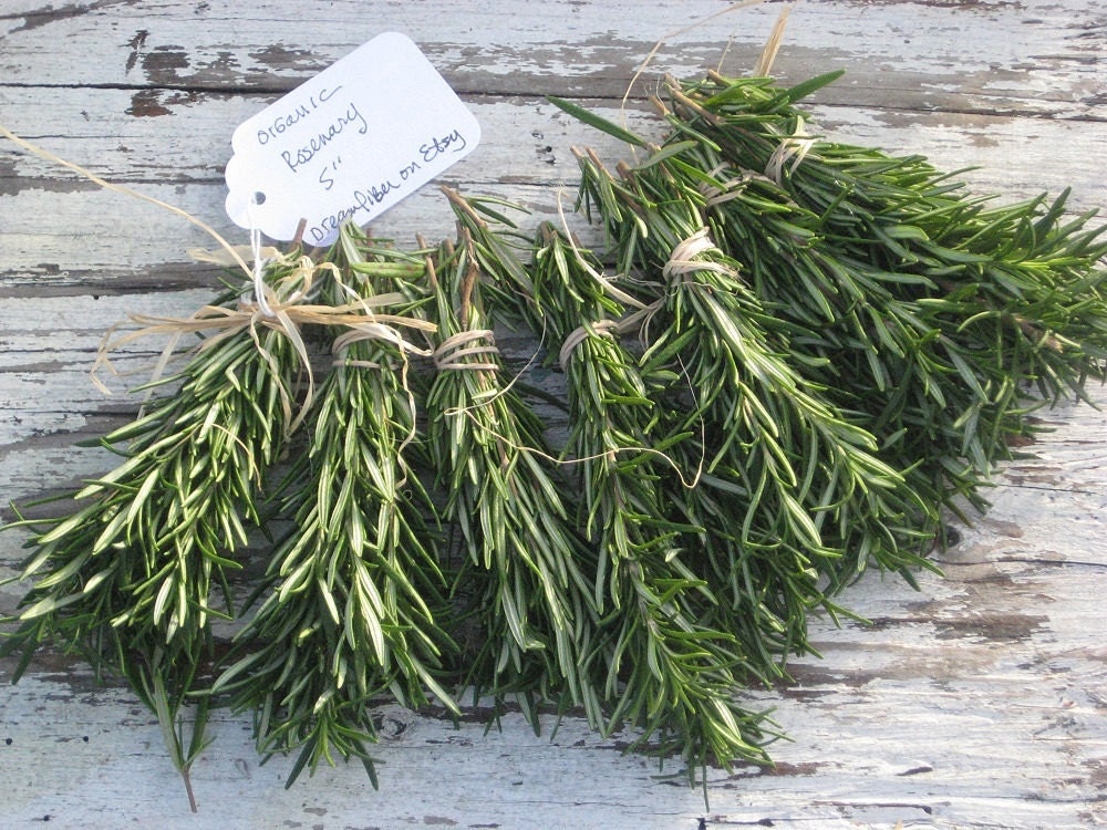 Fresh Harvest ROSEMARY Bundles Organic / Fragrant  5 " / Delicious / Kitchen Decor
