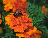 The Bumblebee - 8x10