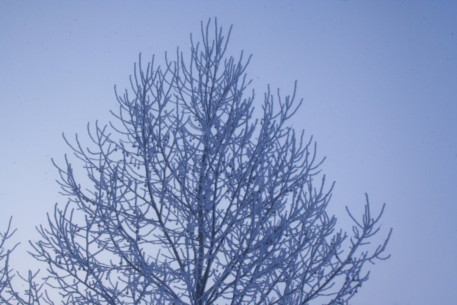 Winter Morn 4x6 Metallic Print