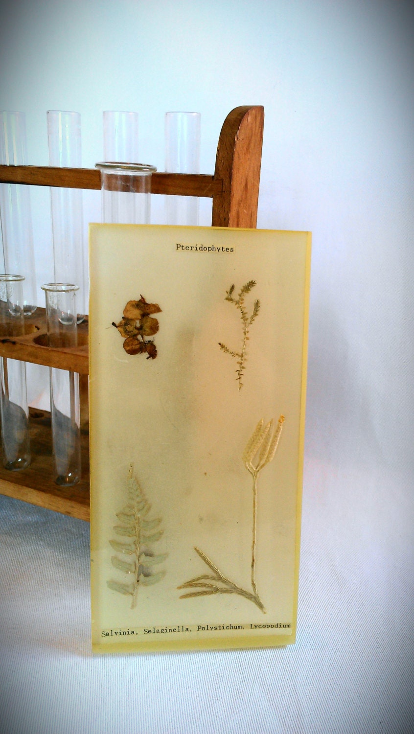 Antique Pteridophyte plant lucite scientific specimen by The Sanatorium