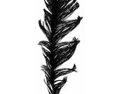 Black feather, 50x70 cm (19,7x27,5 inch)
