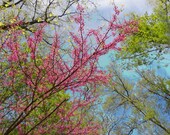 Nature Photography 8x10 Fine Art Floral Print - Spring Trees against the Sky