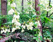 Lilies of the Valley 8x10 White Spring Nature Scene Flower Photography Wildflower Photo Print Wall Art