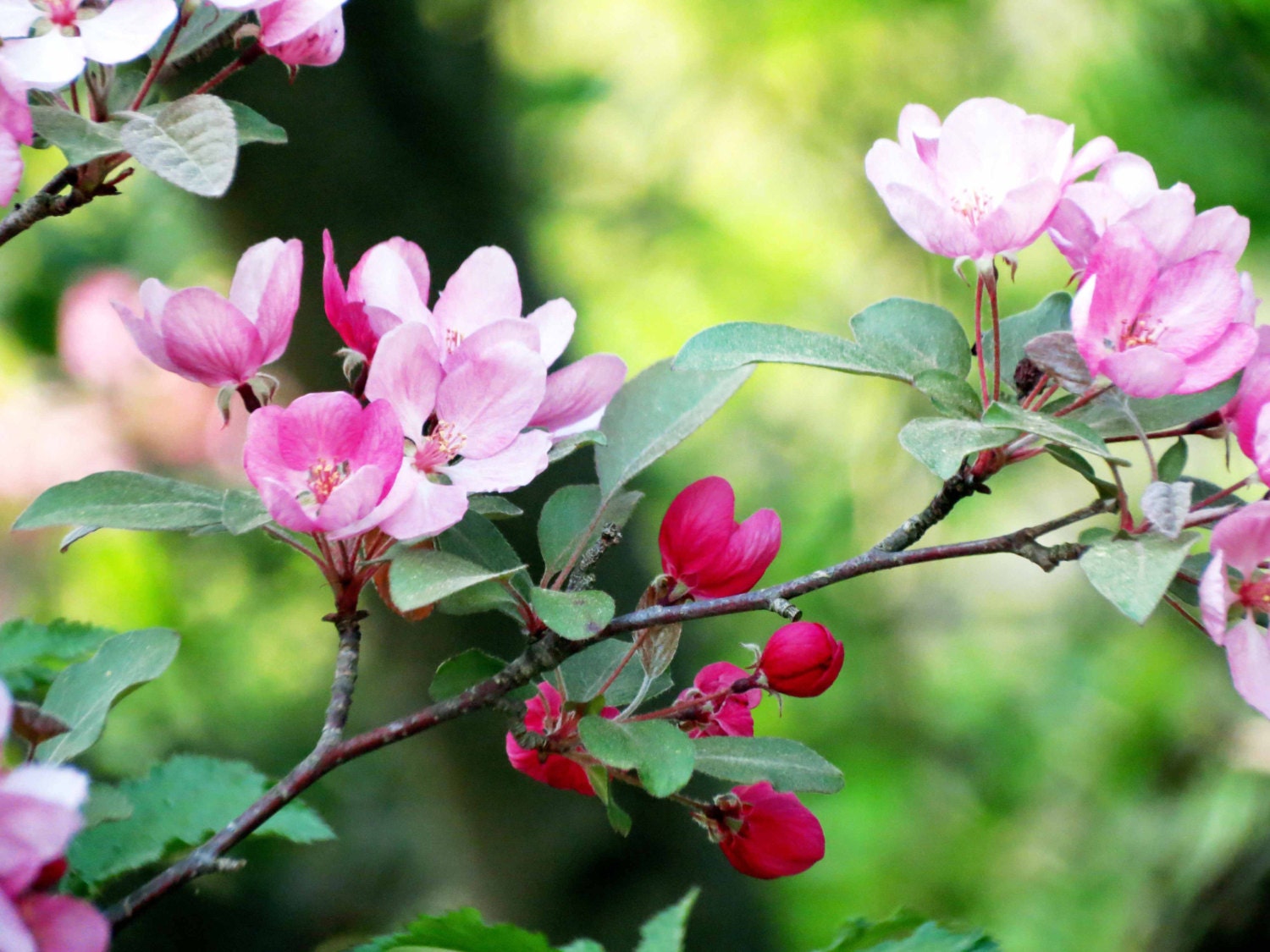 Flower Photography 8x10 Pink Apple Bloosoms Nature Scene Wildflower Photo Print Wall Art