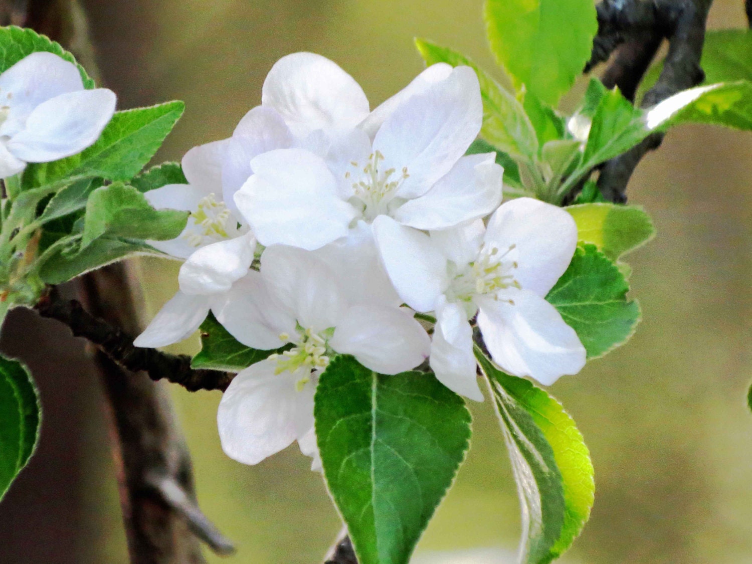 Nature Photography 5x7 Spring Blossoms Flower Fine Art Wildflower Print
