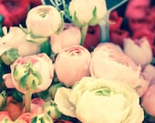 Paris Photography - Romantic Ranunculus For Sale at Paris Street  Market 8x10 fine art photograph - flower decor