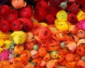 Paris Photography - Romantic Ranunculus For Sale in Paris - 8x10 fine art photograph - flower decor