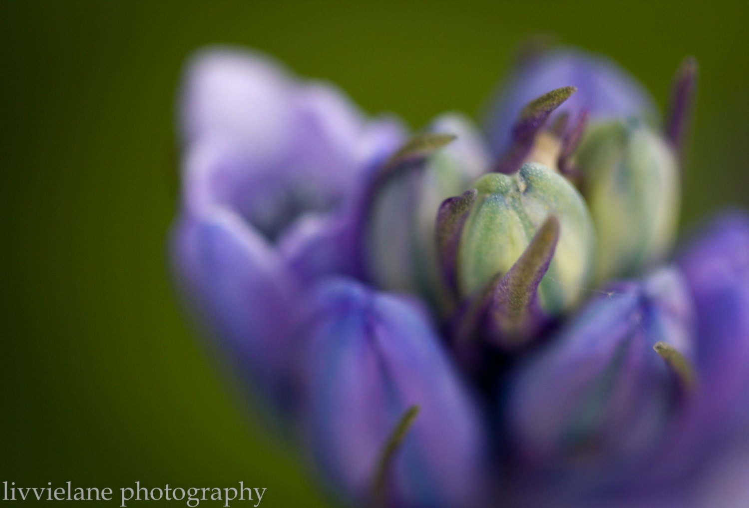 Flower photography - Composed - 5x7  Fine Art Photo -  purple lilac lavender periwinkle moss green home decor