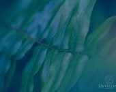 Nature Photography - 11x14  - Midnight Green - botanical wall art home decor - blue green