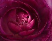 Fine Art Flower Photograph. A Ranunculus Secrets. Purple, Macro, Soft, Romantic Art & Home Decor.