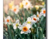 Spring Morning Fine Art photography, Sunny Day, Warm, Bright, Glare, Tulips, White, Flowers, Grass, Soft Meadow