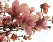 Three Botanical photographs 8x10 prints pink spring flowers fine art gift for her wall decor
