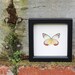 Framed Butterfly Display Yellow Orange Garden Painted Jezibel