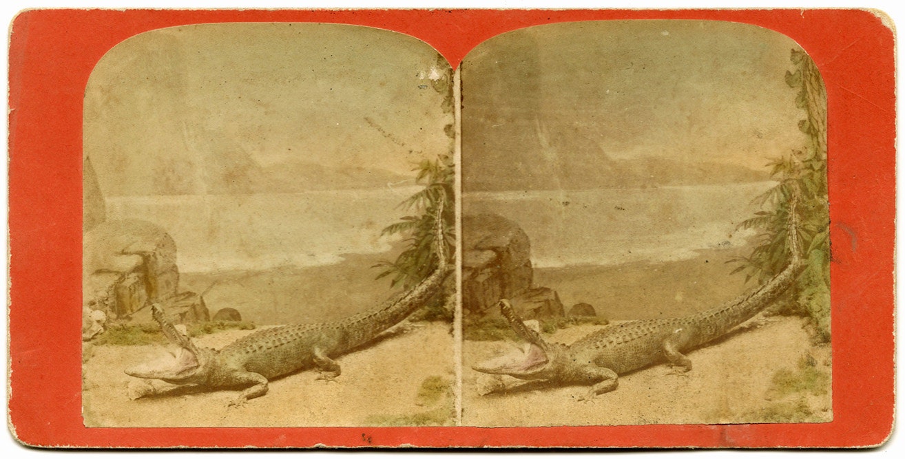 Odd Fellows Taxidermy Alligator Handtinted Stereoview