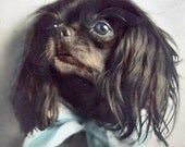 Antique dog postcard, Japanese chin, 1910s
