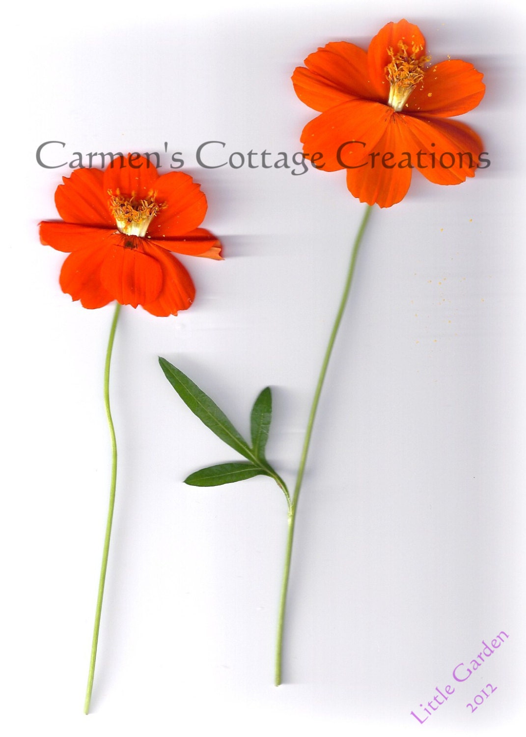 2 Cosmo Flowers Print, Ready for Framing