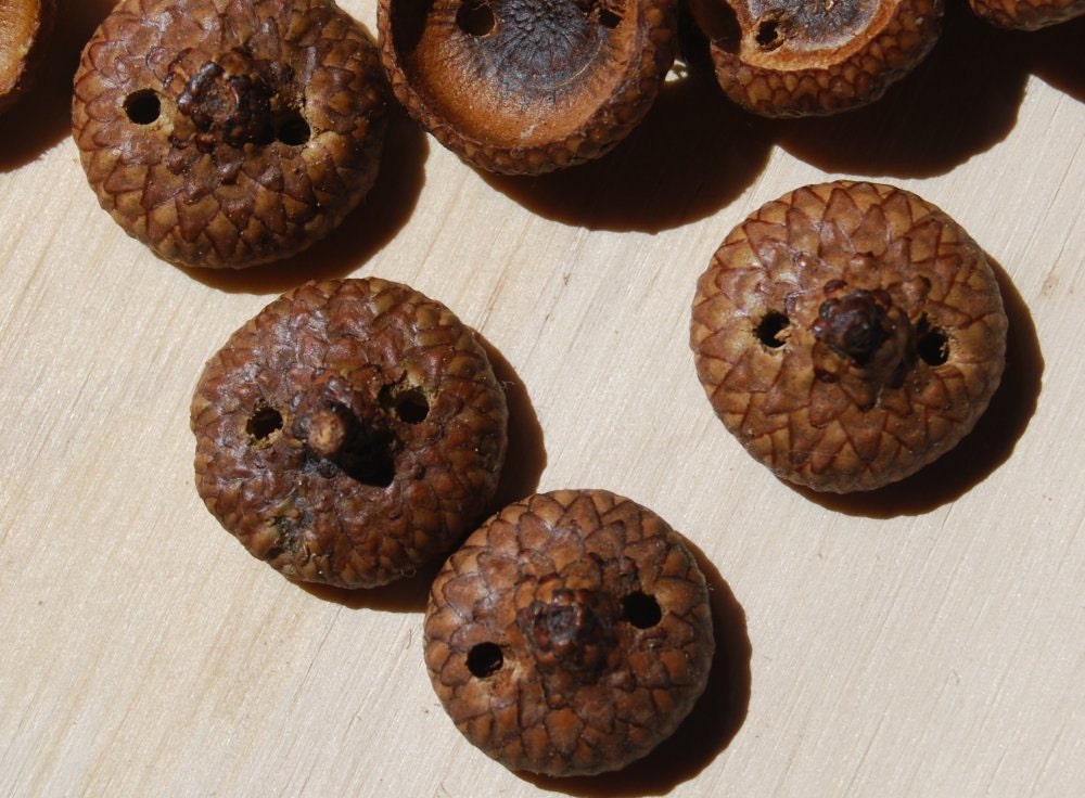 12 Acorn Cap Buttons, 3/4 Inch (19 mm)