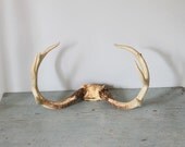 Large found deer antlers