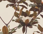 Magnolia print, tree, tea tone, leaf green, shade, white, beige, nature, natural, brown, yellow, sky, fine art photograph 8"x12"
