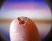Still-Life Question Mark Butterfly in Dollhouse Miniature Scale - 3/16" Wingspan