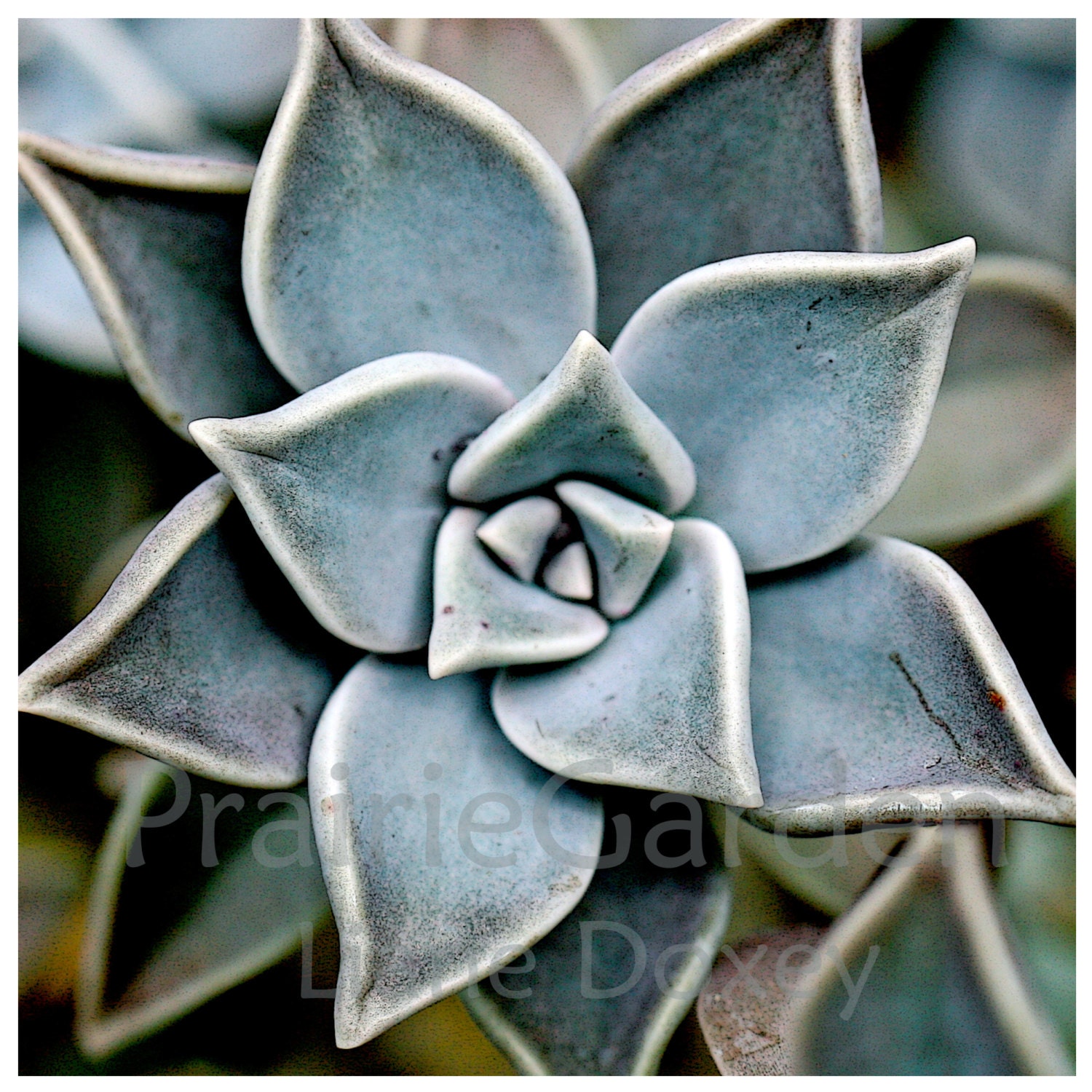 fine art print Porcelain Echeveria
