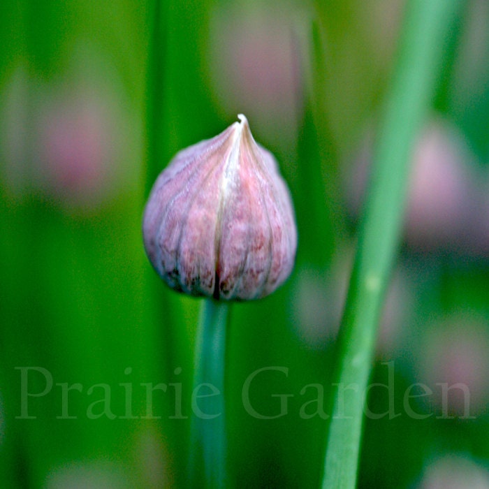fine art print chive blossom 8x12