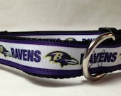 Ravens Dog Collar