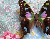 Purple Spotted Butterfly-Nature Photography-Fine Art Photography-8X10 Photo Print-Home Decor