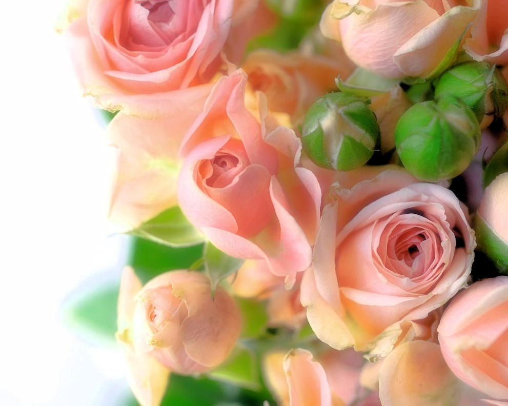 Shabby chic pink flowers spring cottage decor floral photography still life feminine - Pink roses 8 x 10
