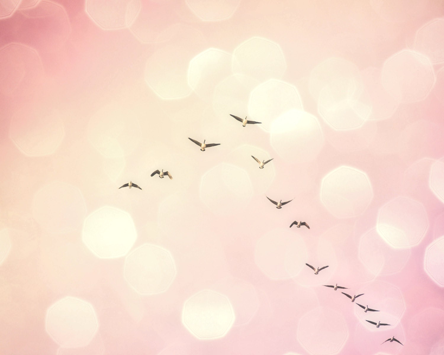 Dreamy bokeh, pastel rose pink, spring, sky, nature photo, home decor wall art - Geese in flight 8 x 10