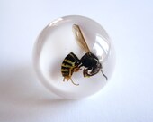 Wasp - Resin ring - Size M