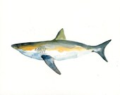 SHARK Original watercolor painting 10X8inch