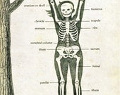 Vintage Medical Illustration "Skeleton Swing" Antique Anatomical Diagram - Whimsical Children's Book Nursery Art