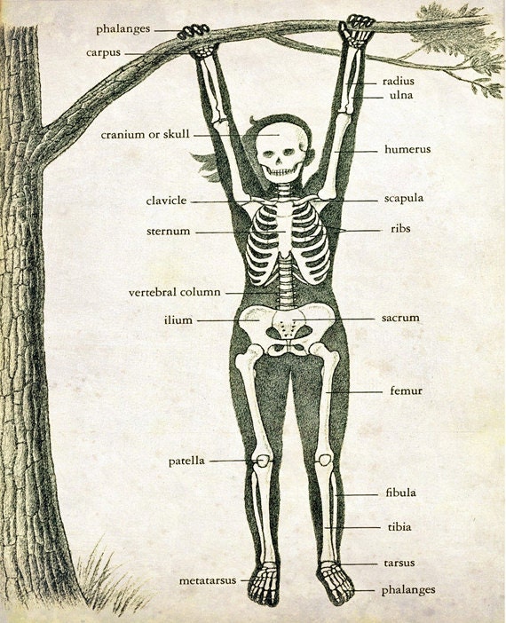 Vintage Medical Illustration "Skeleton Swing" Antique Anatomical Diagram - Whimsical Children's Book Nursery Art