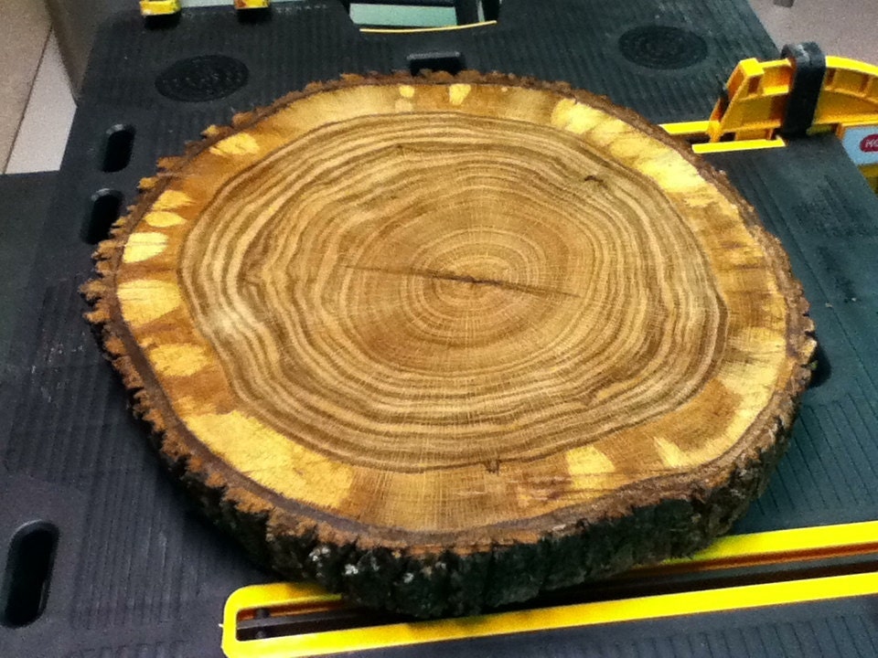 Unfinished 15 to 17 Inch Cross Cut Trunk Slices Made From Alabama Trees