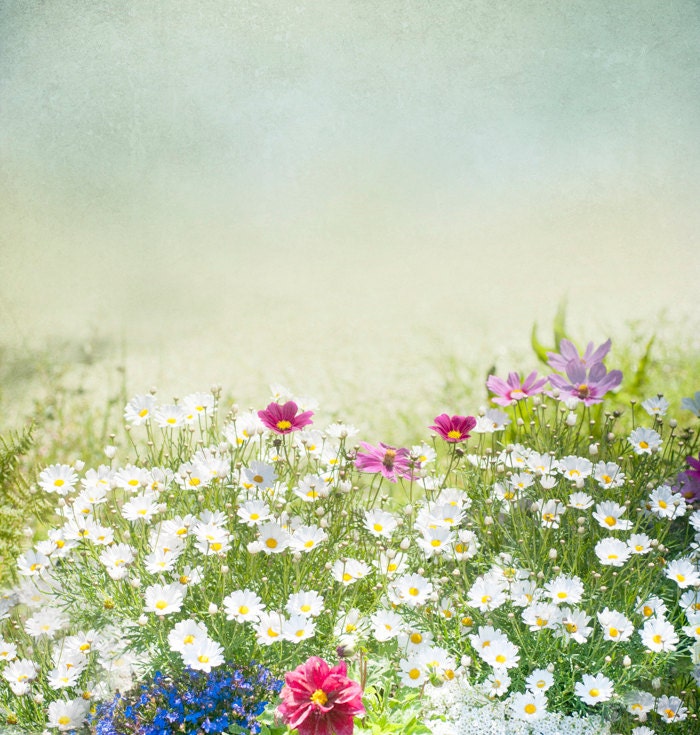 Flower Photography -  Daisies and Cosmos in Summer Garden, Romantic Floral Photograph, Wall Decor