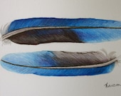 2 sapphire blue feathers -- original coloured pencil drawing