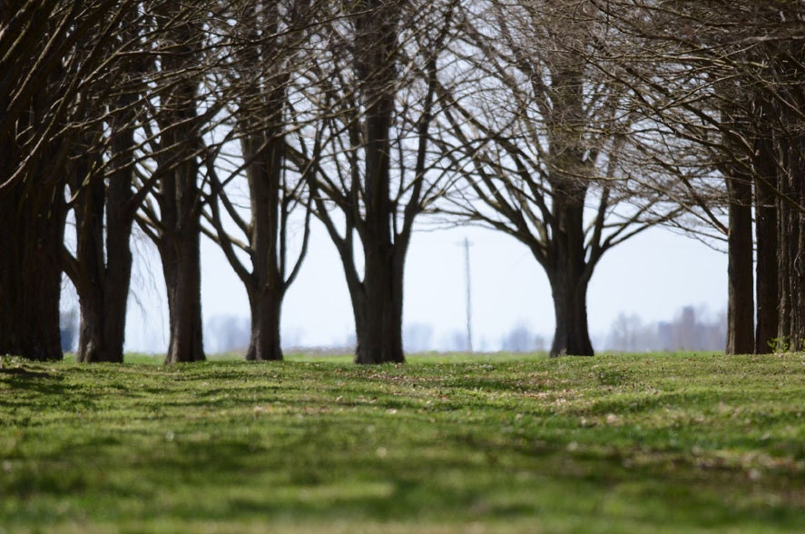 Through the Trees Photograph captured in Illinois -- 11x14 on Fine Art Paper