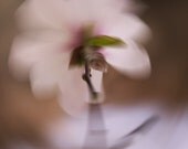 Flower Photo of a Magnolia titled The Walk -- 8x10 on Fine Art Paper