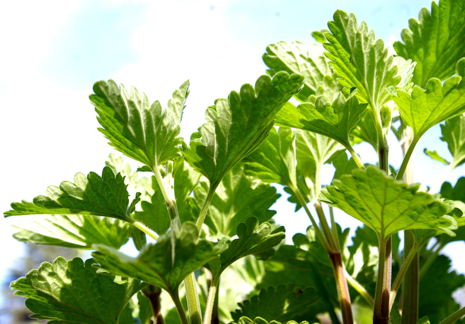 Organic Catnip Seeds, Heirloom Seeds, from our farm in handmade seed packets, cat lovers