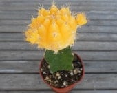 Cactus Plant, Grafted Moon Cactus, Bright Lemon Yellow, Perfect For A Margarita Party, Wedding Decorations, Centerpieces And More