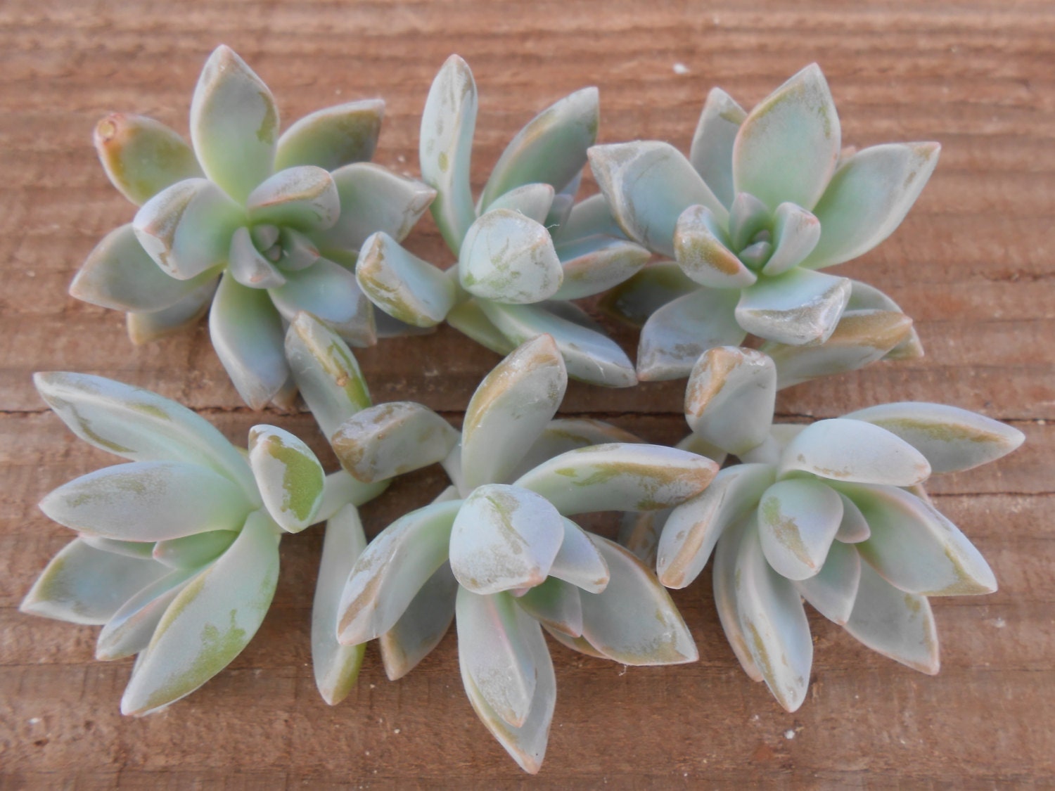 6 Dusty Grey Rosette Succulent Cuttings, Graptoveria, Great For Favors, Boutonnieres, Living Wall Art