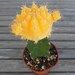 Cactus Plant, Grafted Moon Cactus, Bright Lemon Yellow, Perfect For A Margarita Party, Wedding Decorations, Centerpieces And More
