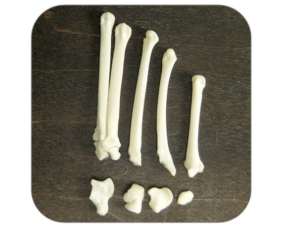Specimens in Vintage Vial -  Squirrel Paw Bones - 8 Bones 1 Vial - Lot 1401