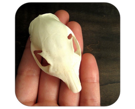 Specimen - Squirrel Skull  - Qty. 1 - Lot 1406