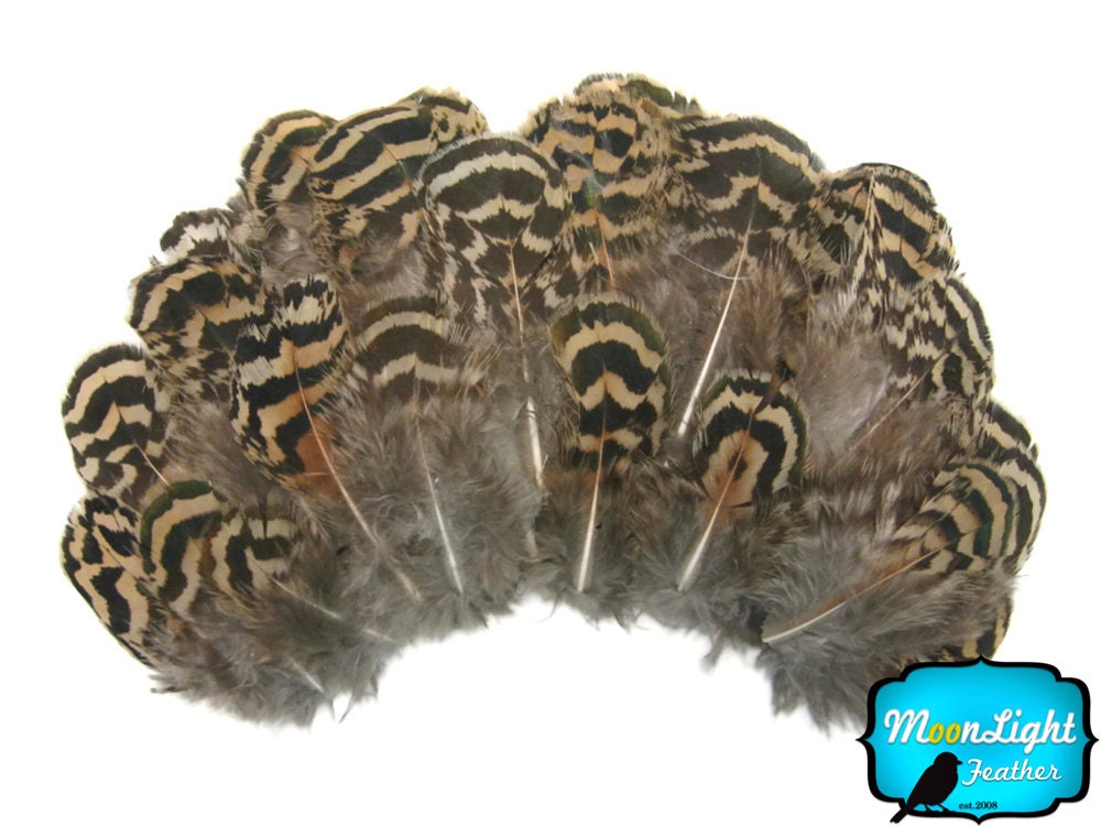 Peacock Feathers, 50 pieces - Natural Mottled Peacock Small Body Feathers : 2266
